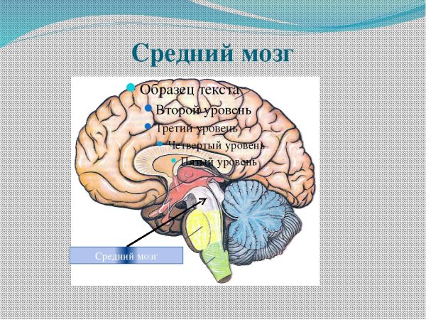 Продолговатый мозг,мост,средний мозг, мозжечок,промежуточный