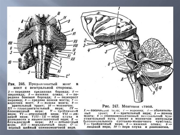 Ствол мозга схема сбоку