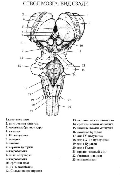 Схема дорсальной поверхности мозгового ствола