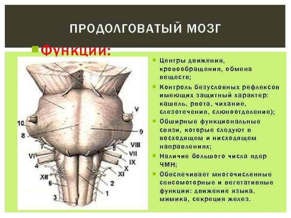Анатомические структуры продолговатого мозга