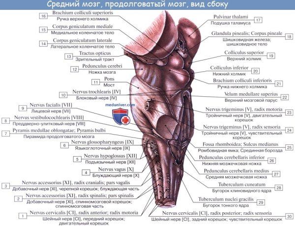 Средний мозг анатомия латынь