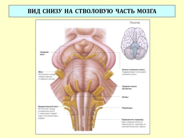 Ствол мозга строение вид сзади