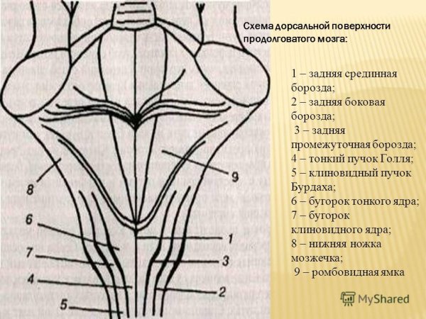 Ромбовидная ямка анатомия схема