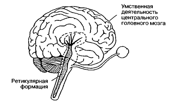 Ретикулярная формация рисунок