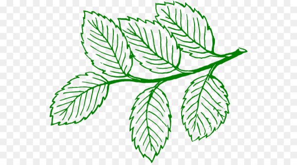 Нарисованная ветка с листьями