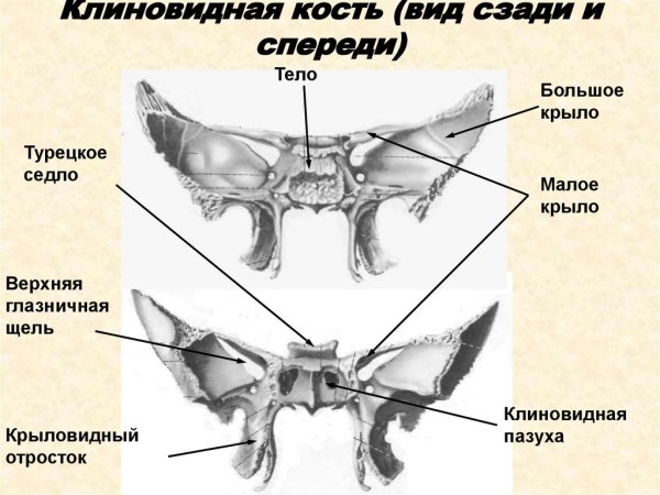 Клиновидная кость анатомия вид спереди