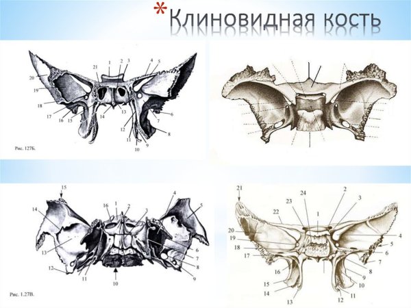 Клиновидная кость вид сзади без подписей