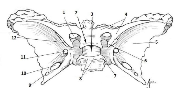 Клиновидная кость вид спереди