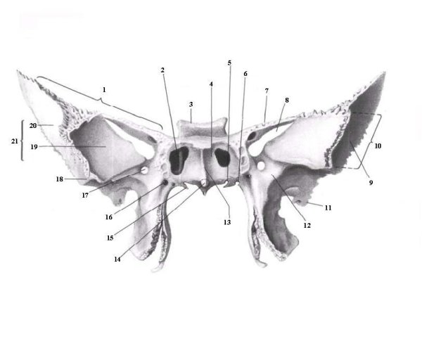 Клиновидная кость анатомия Синельников