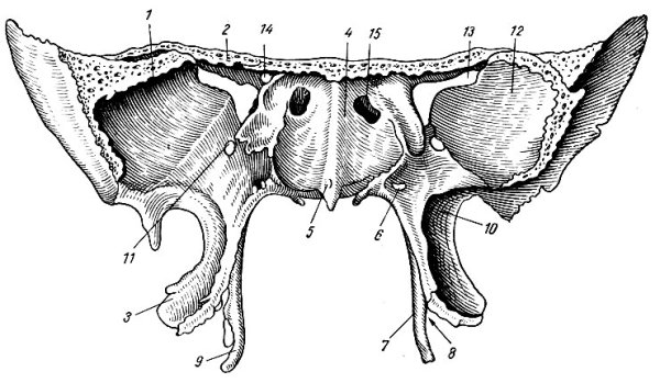Клиновидная кость анатомия