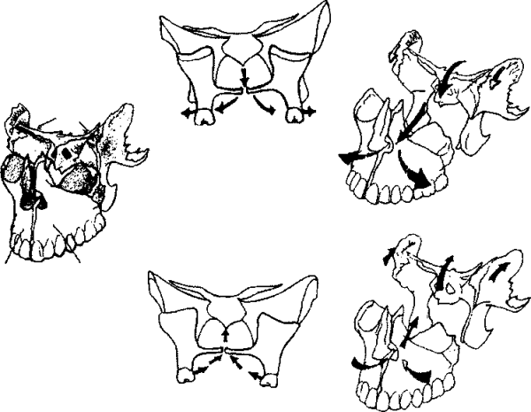 Клиновидная кость анатомия животных