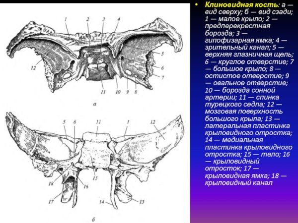 Клиновидная кость Синельников
