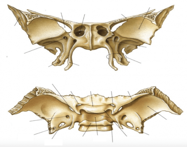 Клиновидная кость анатомия