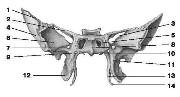 Клиновидная кость анатомия