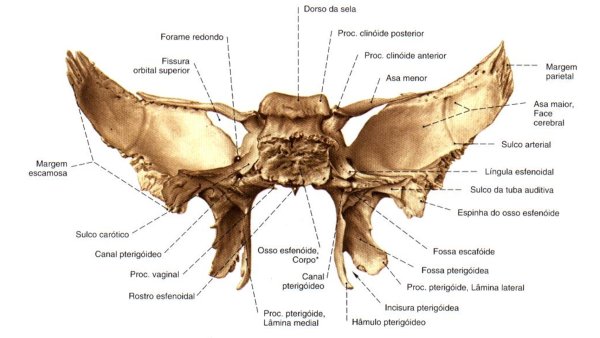 Клиновидная кость анатомия Синельников
