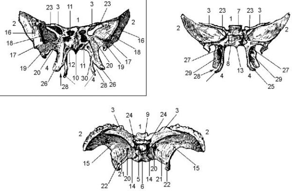 Клиновидная кость вид сбоку