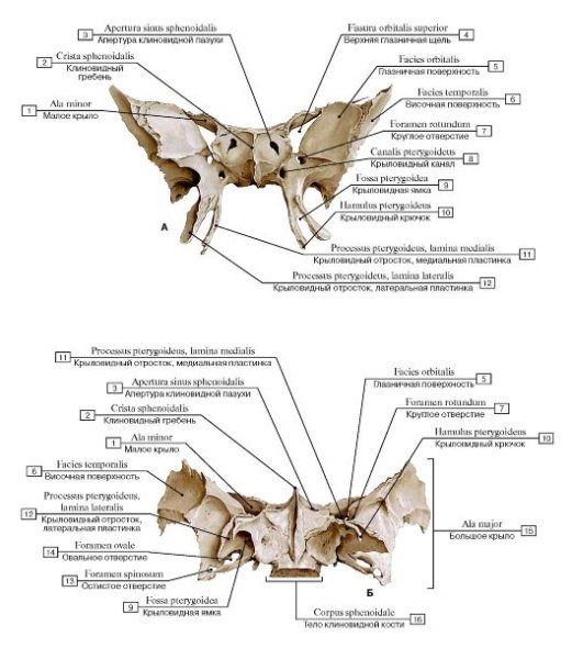 Клиновидная кость строение на латыни и русском