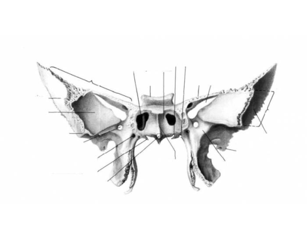 Клиновидные раковины клиновидной кости