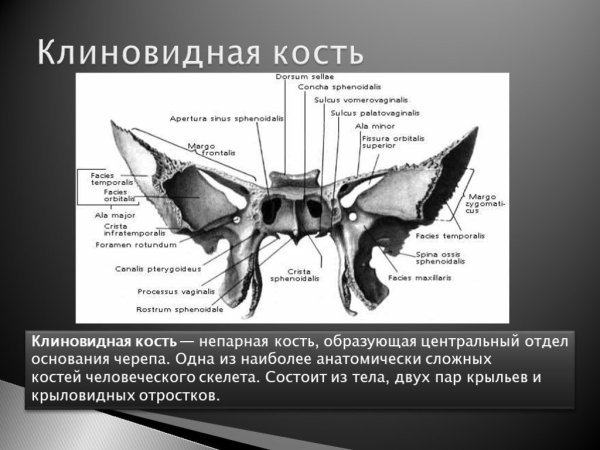 Клиновидная кость крыловидный отросток