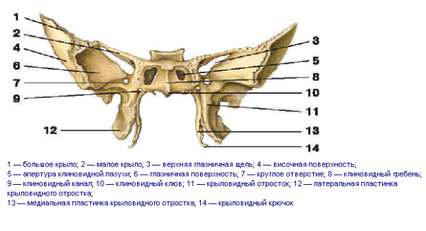 Строение клиновидной кости черепа анатомия