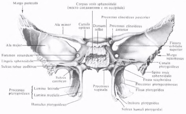 Крыловидный отросток клиновидной кости