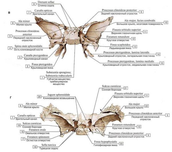 Строение клиновидной кости черепа