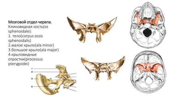 Крыловидный отросток клиновидной Кост