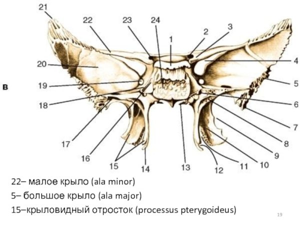 Клиновидная кость Синельников