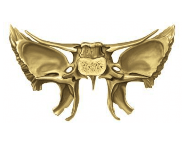 Клиновидная кость черепа