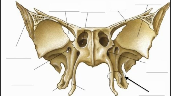 Клиновидная кость анатомия Синельников