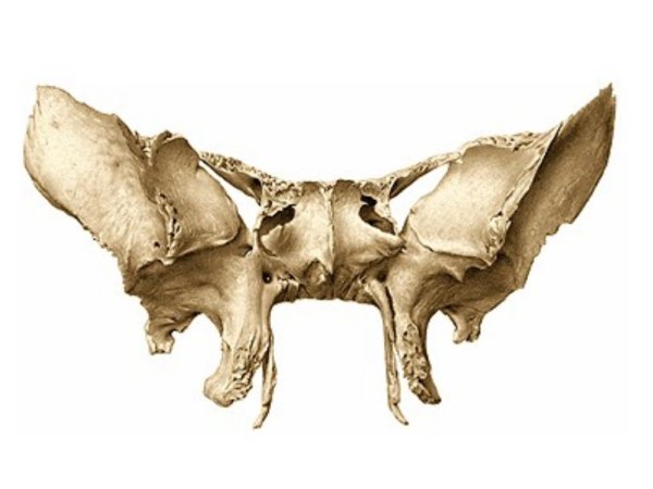 Клиновидная кость вид сзади анатомия