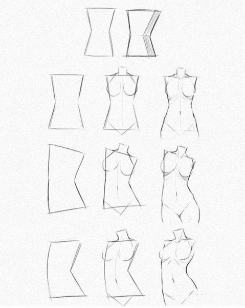 Туловище схематично