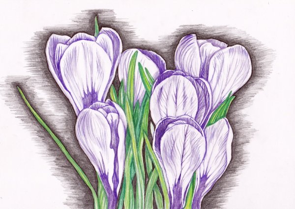 Весенние цветы цветными карандашами