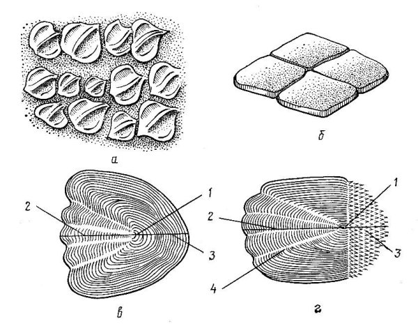 Плакоидная и ганоидная чешуя
