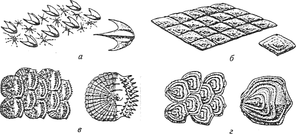 Ктеноидная циклоидная ганоидная чешуя
