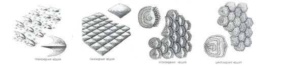 Ганоидная чешуя костных рыб