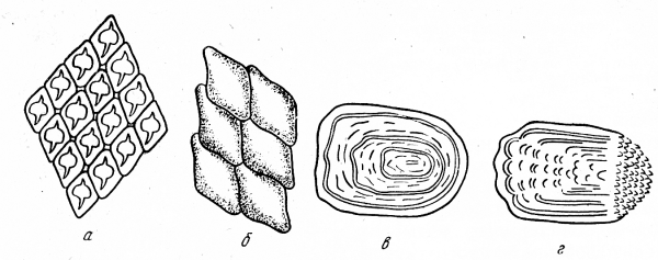 Строение ктеноидной чешуей