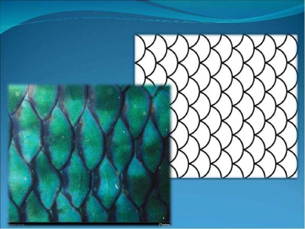 1 Чешуйка рыбы