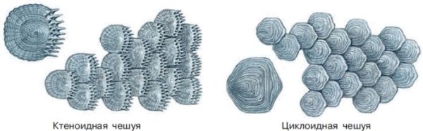 Ктеноидная чешуя рыб