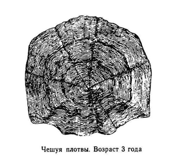 Чешуя с годичными кольцами