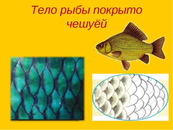 Чешуя рыбы для детей