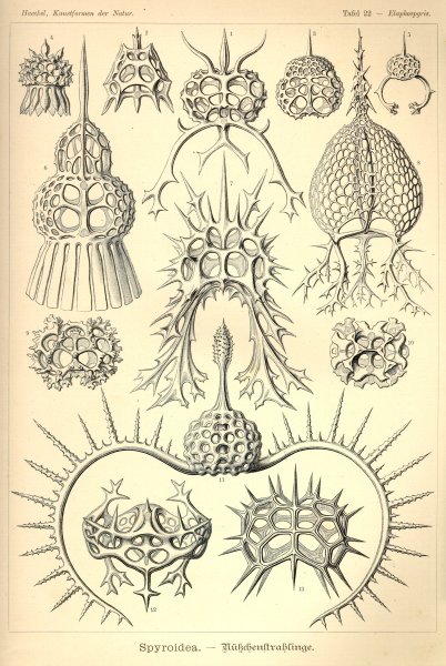 Эрнст Геккель красота форм в природе