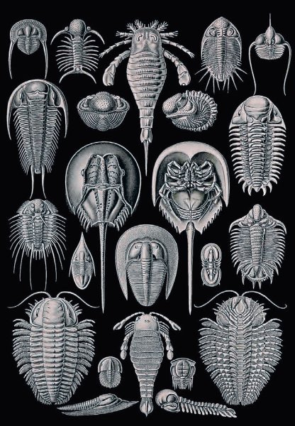 Эрнст Геккель Kunstformen der Natur, 1904