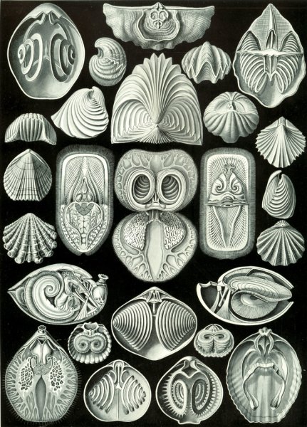 Эрнст Генрих Геккель картины