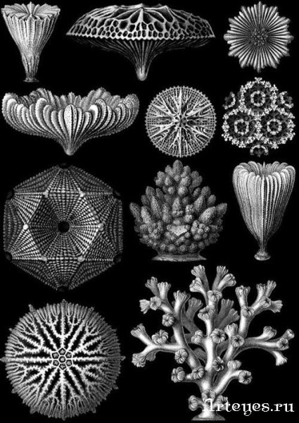 Медуза Эрнст Геккель