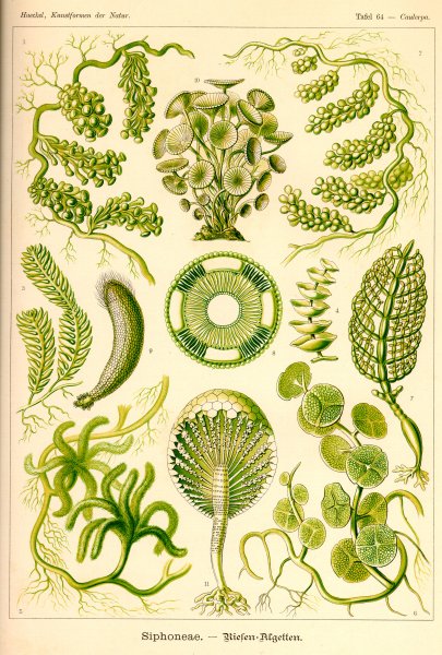 Эрнст Геккель фораминиферы