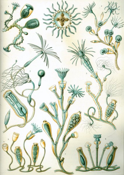 Эрнст Геккель красота форм в природе