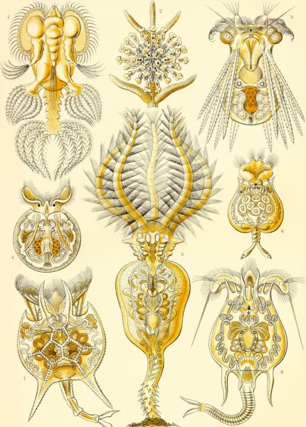 Фантастические растения Эрнст Геккель