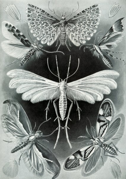 Ernst Haeckel