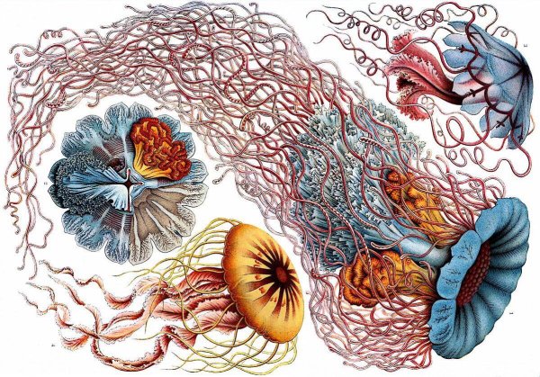 Эрнст Геккель фораминиферы